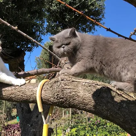 Il Vicolo Palinuro * Pisciotta